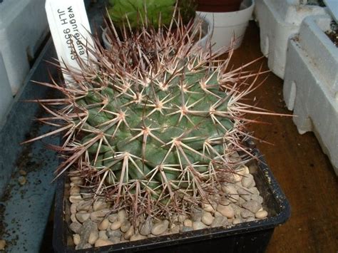 Forum Di Cactus E Succulente Leggi Argomento Mammillaria