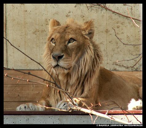 Barbary Lioness by leopatra-lionfur on DeviantArt