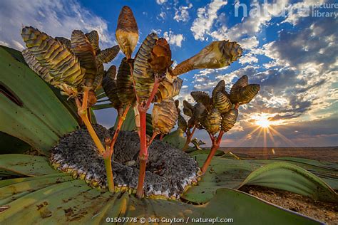 Nature Picture Library Cones Of A Female Welwitschia Plant Welwitschia