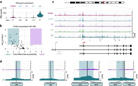 Figures And Data In Layer Specific Chromatin Accessibility Landscapes