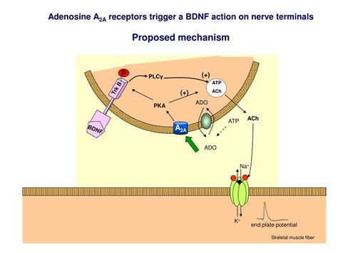 Ppt Adenosine A2a Receptors And Parkinsons Disease Powerpoint