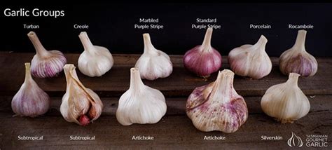 10‌ ‌Types‌ ‌of‌ ‌Garlic‌ ‌Every‌ ‌Gardener‌ ‌Needs‌ ‌to‌ ‌Know‌