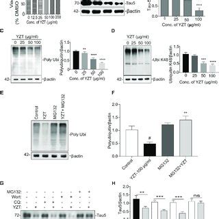 Yzt Treatment Mitigates Tau Pathology In P S And Xtg Ad Mice A