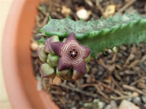 Apteranthes Europaea Sin Nimo Caralluma Europaea Cultivad Juan