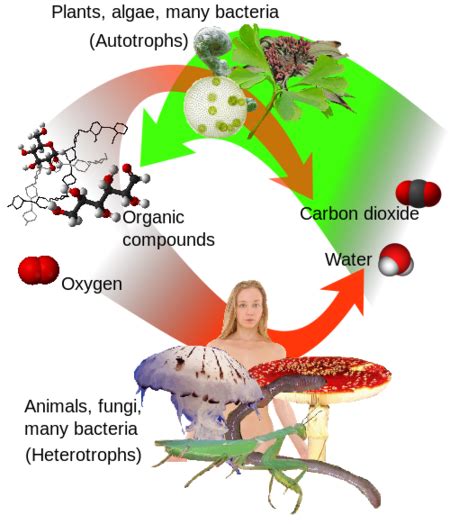 Autotroph vs Heterotroph - Difference and Comparison | Diffen