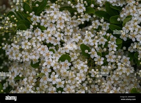 Viburnum Tinus The Viburnum Vat Is A Plant Of The Caprifoliaceae