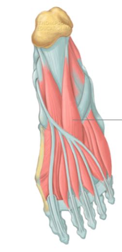 intrinsic foot muscles - intermediate Diagram | Quizlet