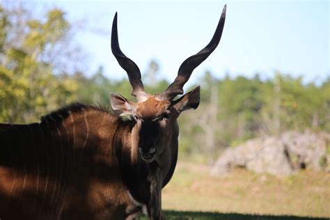 Giant Eland Taurotragus Derbianus The Giant Eland Is A Flickr