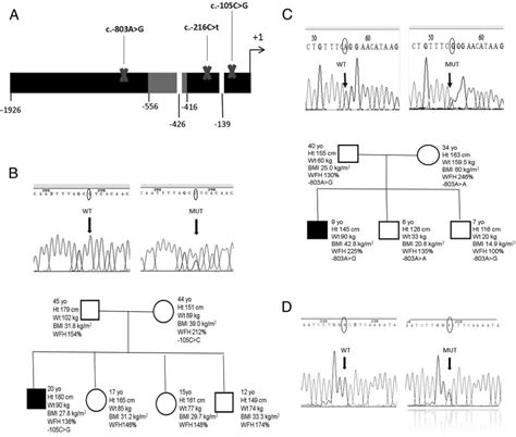 A Promoter Region Of Mc4r Gene The Putative Transcription Start Download Scientific Diagram