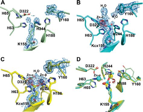 Structures Of The Active Site The Composite Omit Maps At 1 0 Are