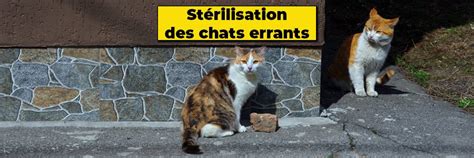 Campagne De St Rilisation Des Chats Errants Volmerange Les Mines