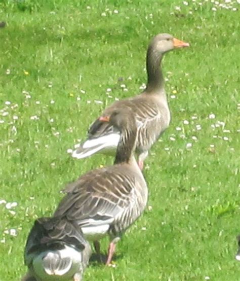 Cannundrums: Greylag Goose