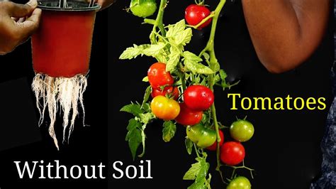 How To Grow Tomatoes WITHOUT Soil At Home Hydroponic Gardening For