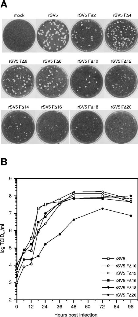 Plaque Formation And Growth Kinetics Of RSV5 Harboring F Protein