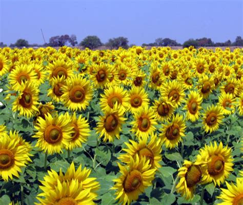 Sunflower At Best Price In Hyderabad By Nu Genes Private Limited Id