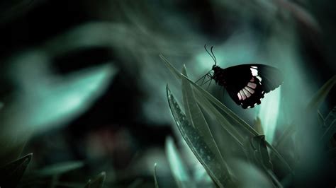 Dark Butterfly Wallpapers - Wallpaper Cave