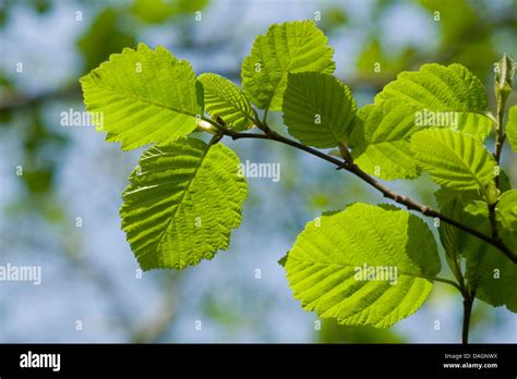 Grey Alders Hi Res Stock Photography And Images Alamy