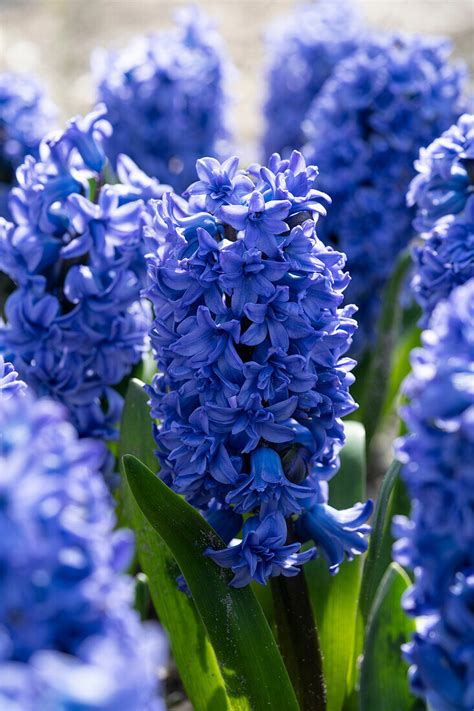 Hyazinthe Hyacinthus Blue Tango Bild Kaufen 13691398