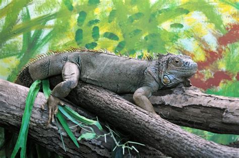 Do Iguanas Carry Diseases Iguana Control