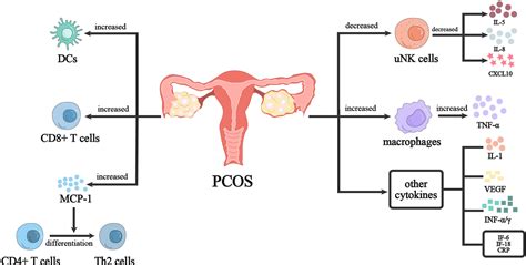 Frontiers Dysregulation Of Immune Response In Pcos Organ System