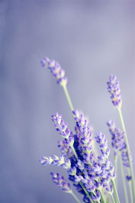 Minimalist Purple Flowers Wallpapers - Top Free Minimalist Purple ...