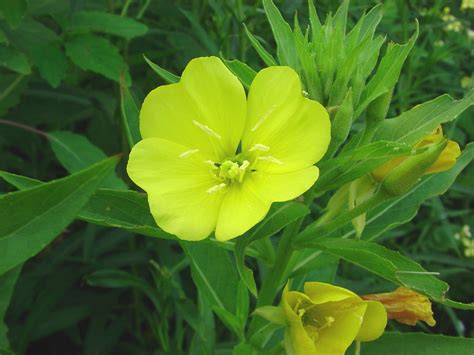 Oenothera Villosa Hairy Evening Primrose Go Botany