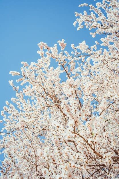 Premium Photo Low Angle View Of Cherry Blossom Against Blue Sky