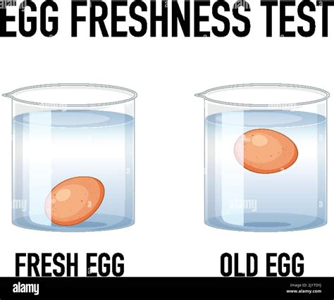 Science Experiment With Test Eggs For Freshness Illustration Stock