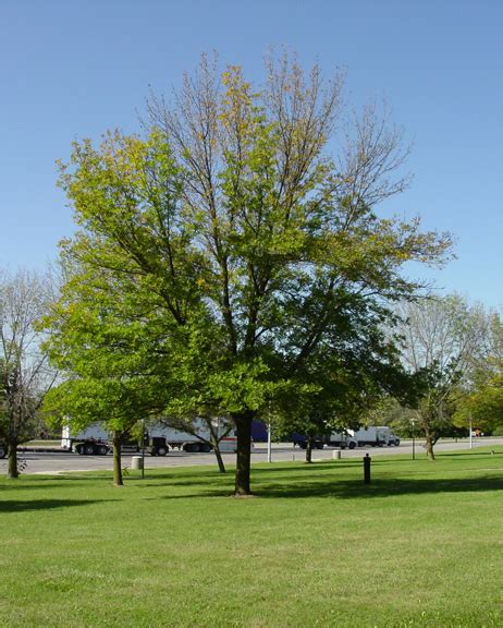 Frequently Asked Questions About Emerald Ash Borer Nebraska Forest