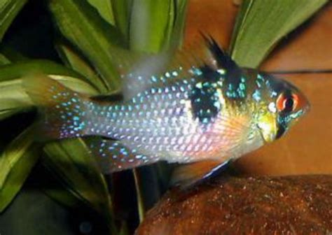 Ram Cichlid The Perfect Care Guide To Success