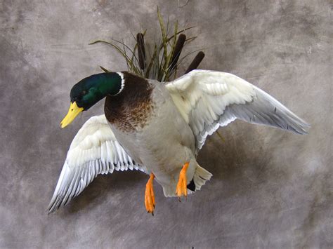 Awesome Mallard Mount Waterfowl Taxidermy Duck Hunting Logo Duck Photography