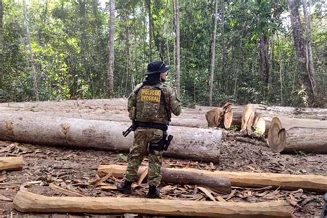 Pf Deflagra Operação Contra Crimes Em Terra Indígena De Rondônia