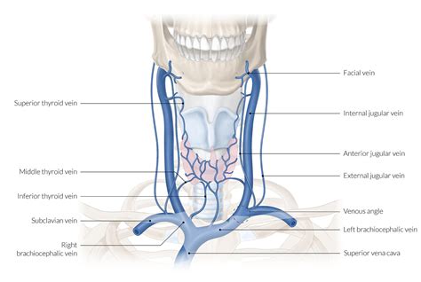 External Jugular Vein