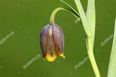 Michailovski Fritillary Fritillaria Michailovskyi Closeup Flower