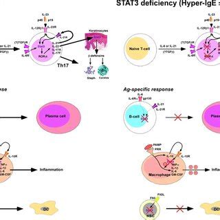 Roles Of Stat In The Differentiation And Acquisition Of The Effector