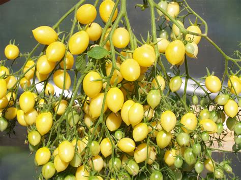 Томат Barry's Crazy Cherry Tomato