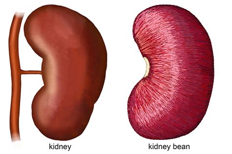 The Kidneys Look Like Kidney Beans But Are Much Larger