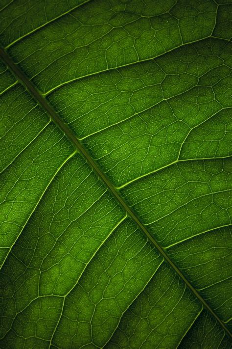 Leaf Veins Surface Macro Green Hd Phone Wallpaper Peakpx