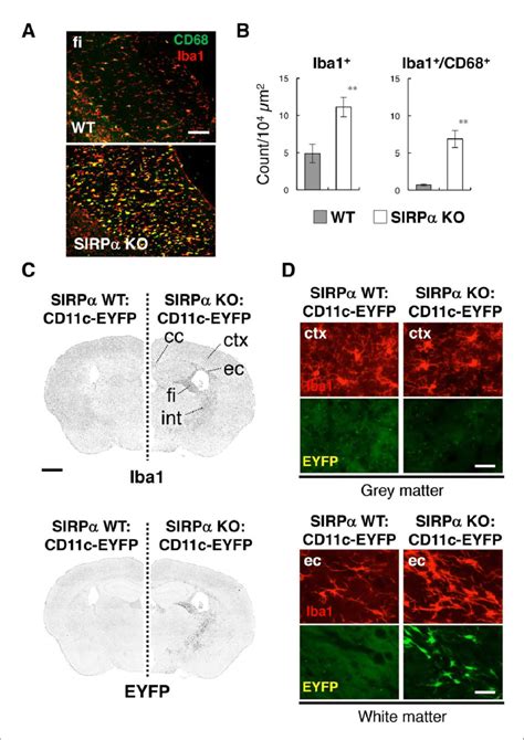 Activation Of Microglia In The Brain White Matter Of SIRPa KO Mice A