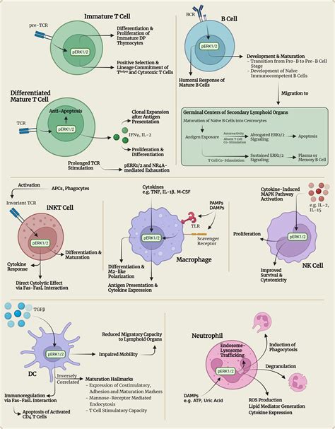 Frontiers Onco Immunomodulatory Properties Of Pharmacological