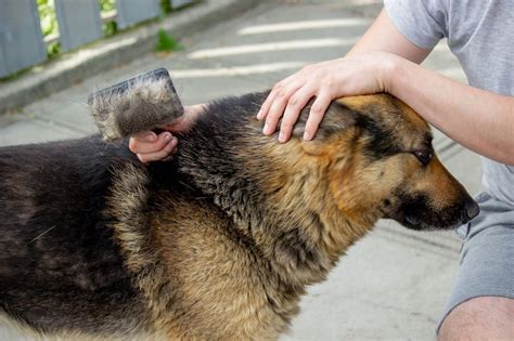 7 Essential Benefits Of Regular Dog Grooming For Pets