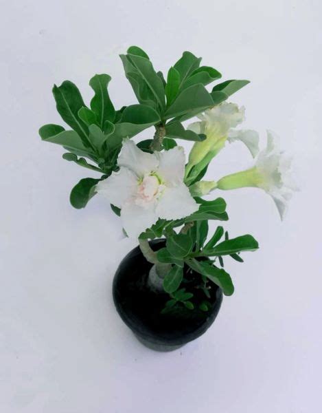 ROOKHRAJ PAUDHSHALA Adenium Grafted White Flower Live Plant