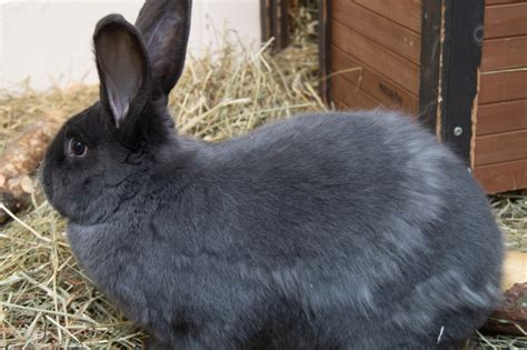 Flemish Giant Rabbit Utica Zoo