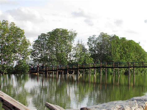 FOTO; Pohon Bakau Hutan Mangrove - Foto Lepas