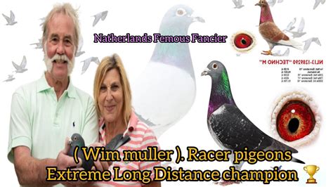 Wim Muller Racer Pigeon Wim Muller Extreme Long Distance Race