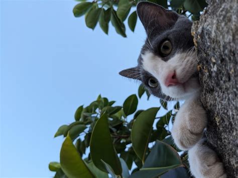 Premium Photo Curious Cat