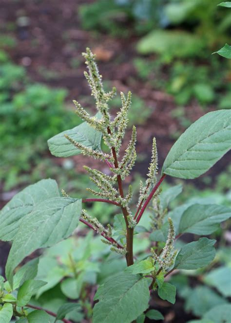 Amaranth Identification And Uses A Plant Profile The Survival Gardener