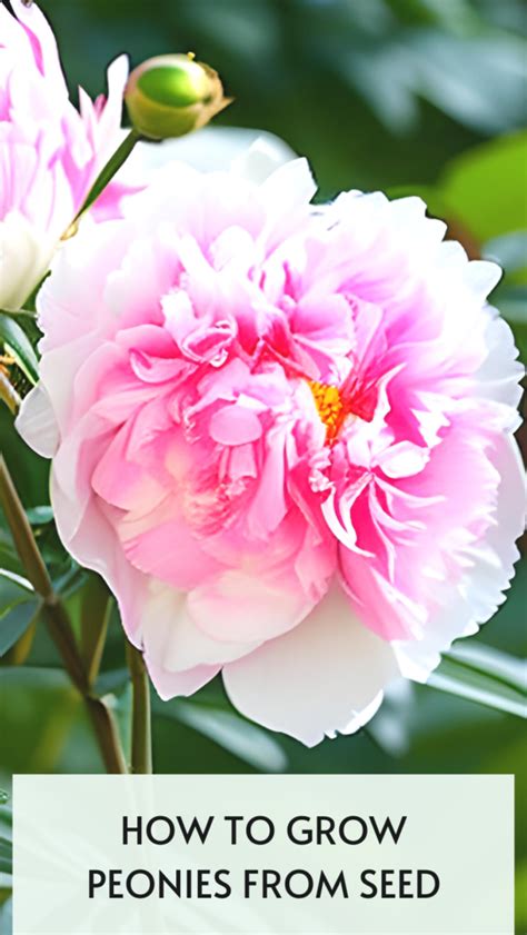 How To Grow Peonies From Seed Peony Growing And Care Guide Its Me Lady G