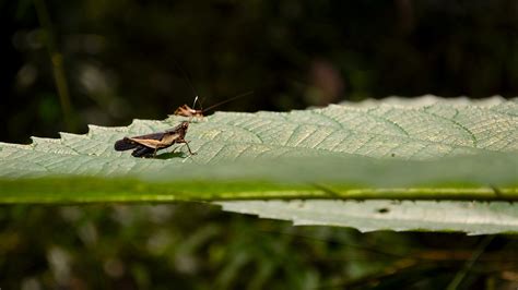 Free Images Nature Branch Wing Leaf Flower Wildlife Green