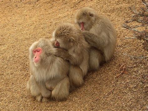 Japanese Macaque From Wild Primates Cercopithecidae Japanese Macaque Work With